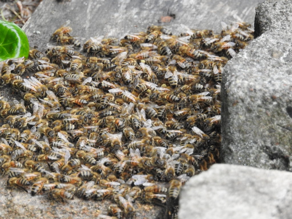 Bienen ohne Stock