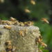 Bienen in Panik