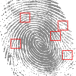 Fingerprint