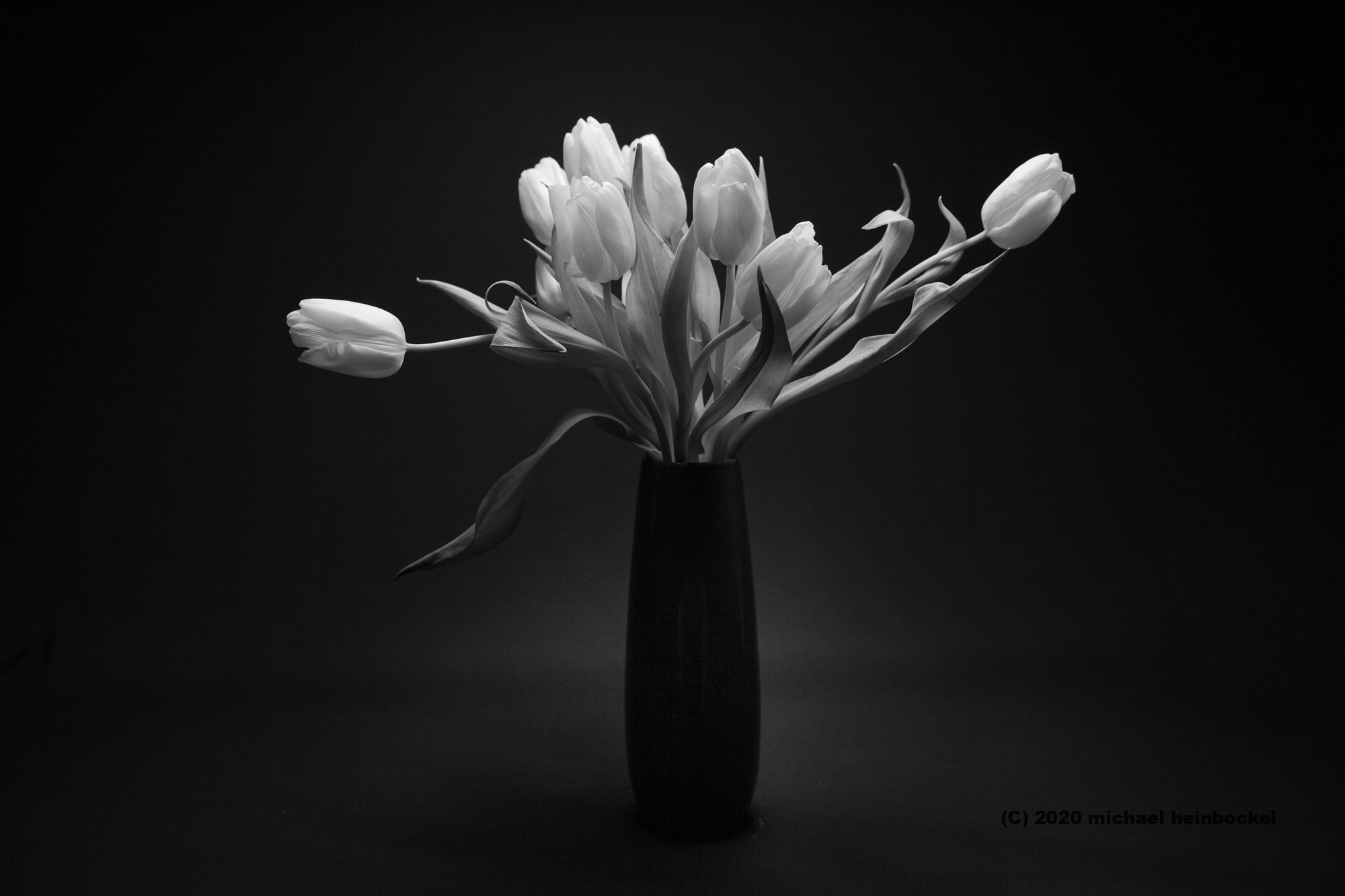 Tulpen - Fotografie