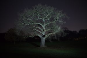 Baum Jenischpark Nacht - Fotografie