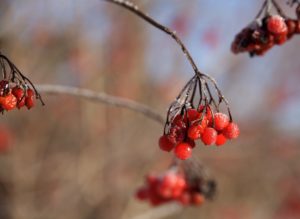 Beeren Eis Winter Fotografie