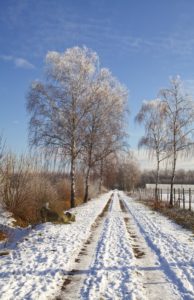 Moor Birken Fotografie