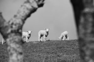 Deichschafe - Fotografie